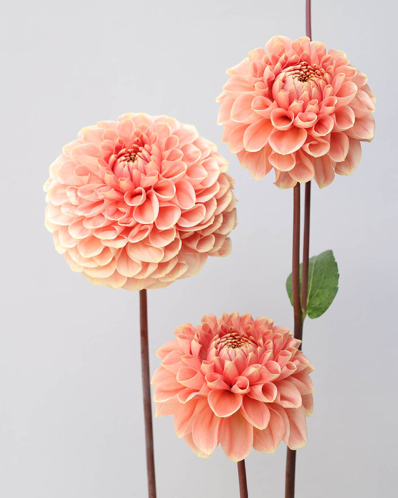 Dahlie Romance