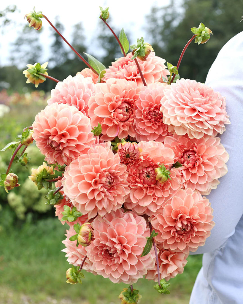 Dahlie Romance