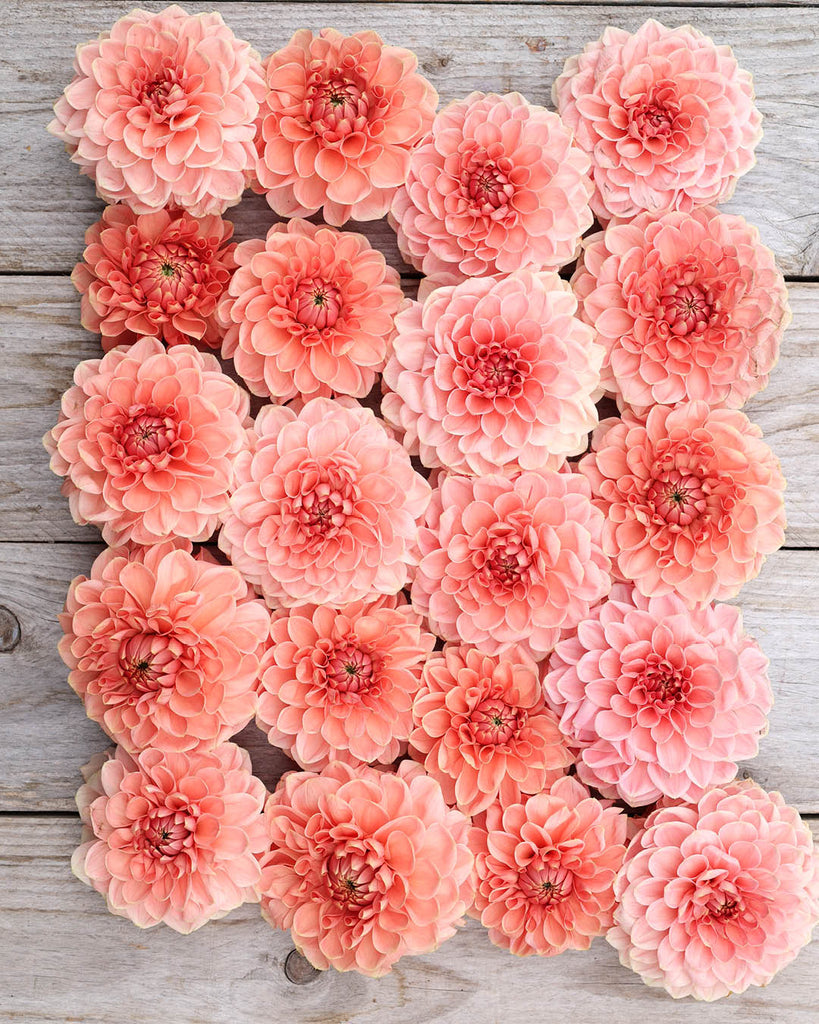 Dahlie Romance