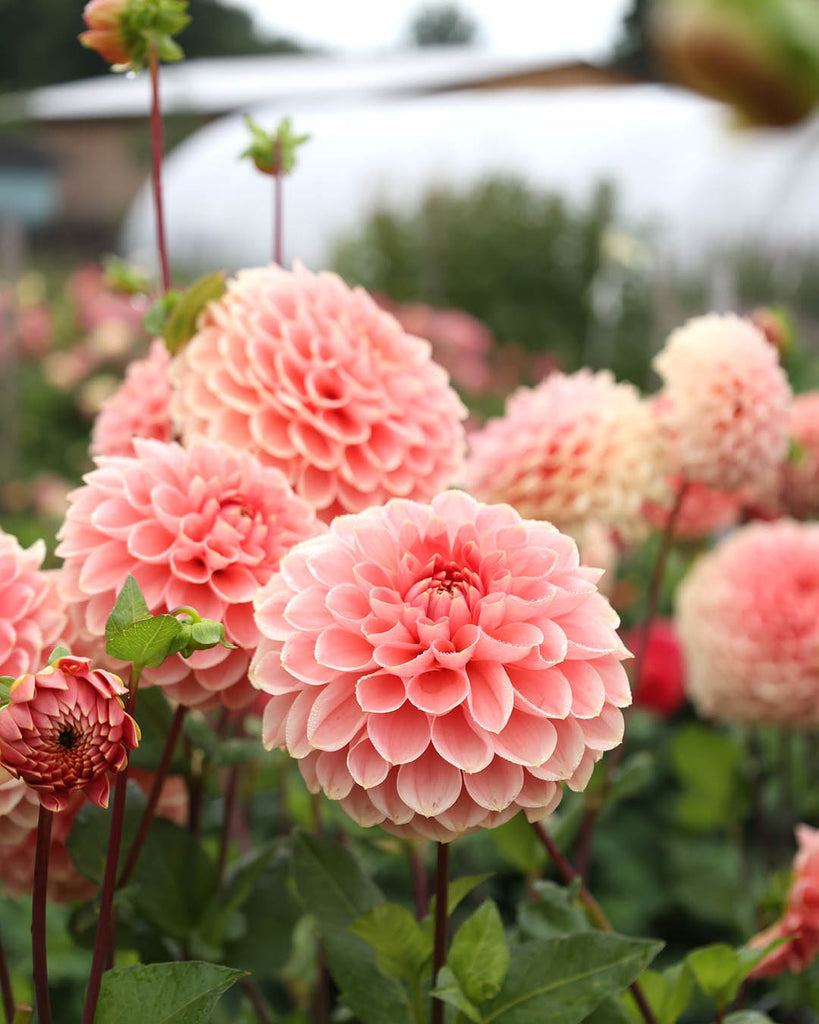 Dahlie Romance