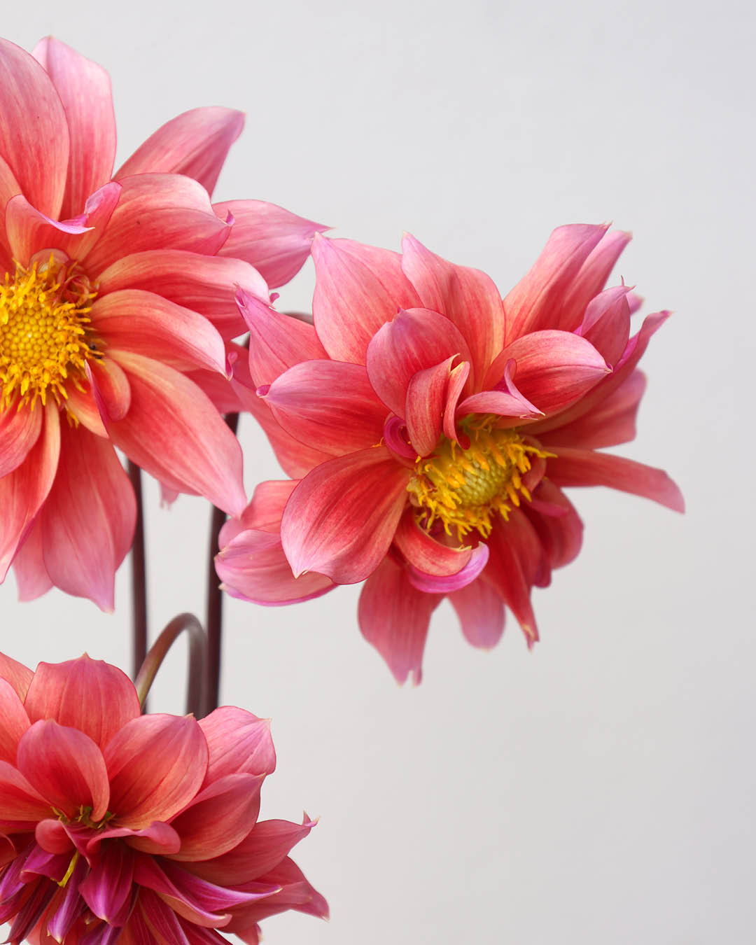 Eine Dahlienbluete der Sorte Sonic Bloom vor einem hellgrauen Hintergrund.