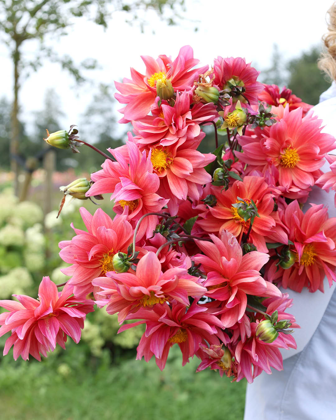 Ein Dahlienstrauß der Sorte Sonic Bloom im Beet.