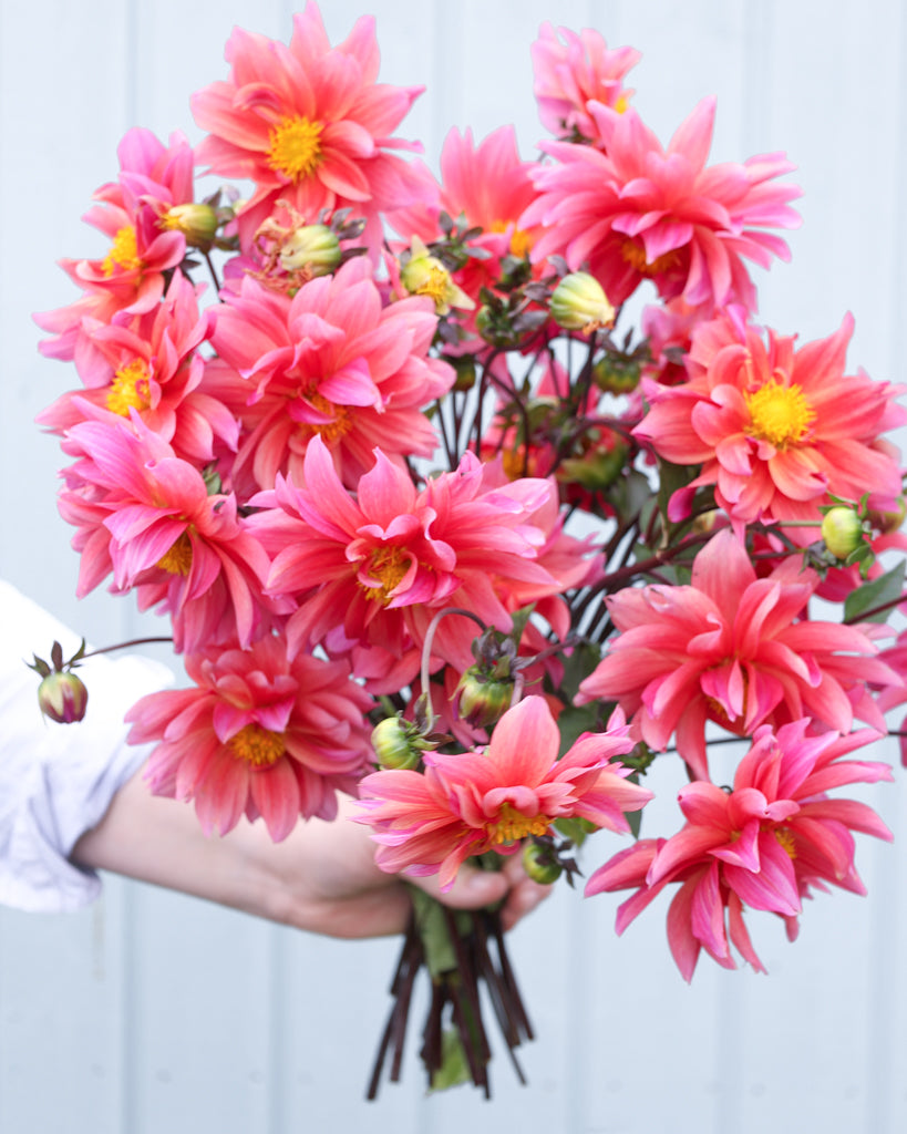 Ein Dahlienstrauß der Sorte Sonic Bloom vor einem hellblauen Hintergrund.