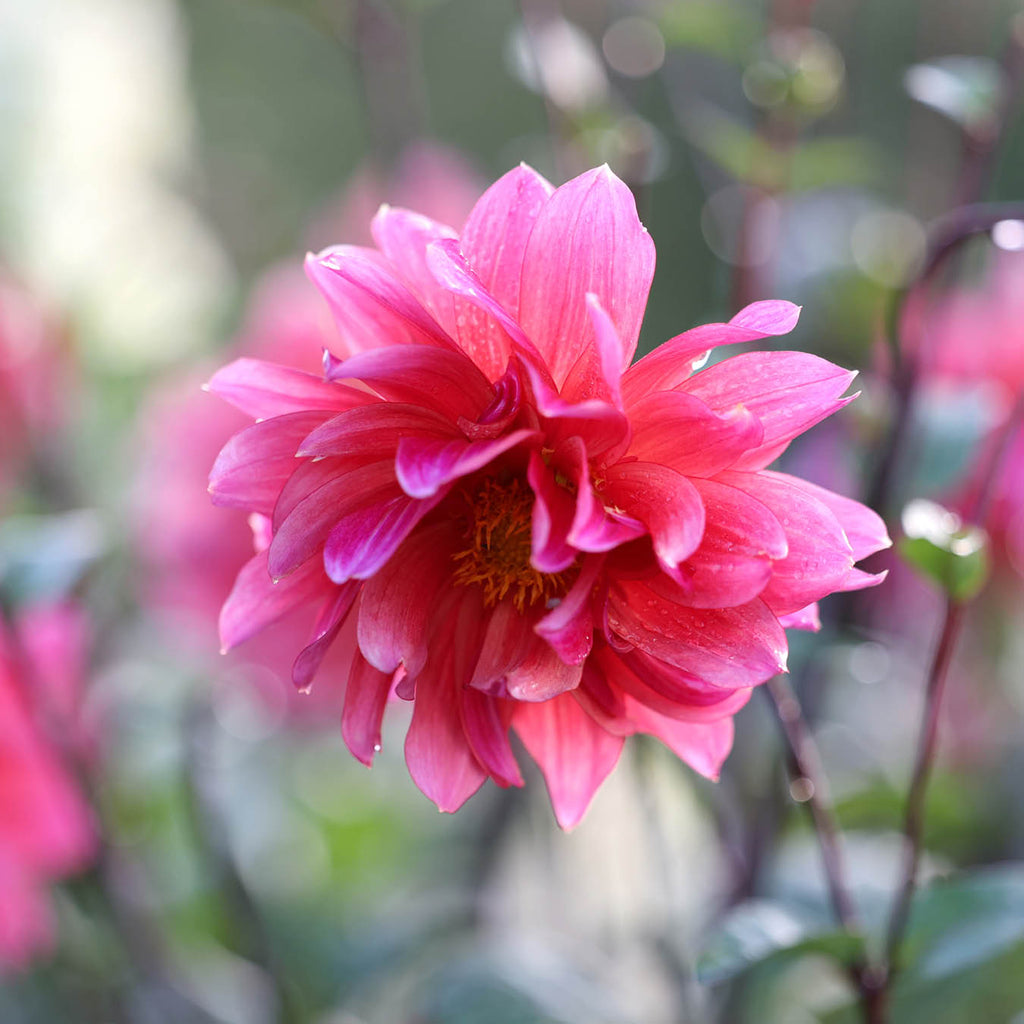 Dahlia Sonic Bloom