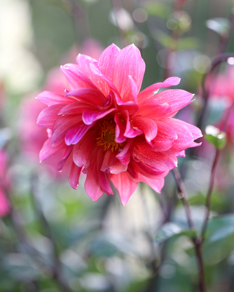 Eine Dahlienbluete der Sorte Sonic Bloom im Beet.