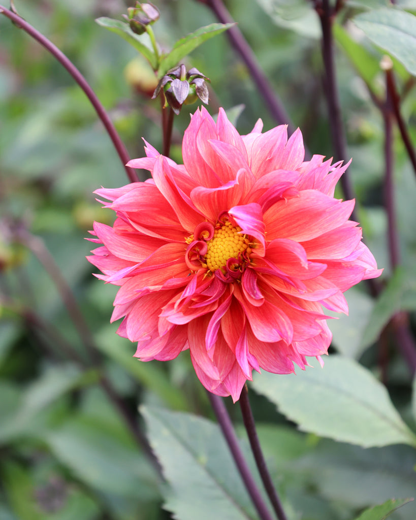 Eine Dahlienbluete der Sorte Sonic Bloom im Beet.