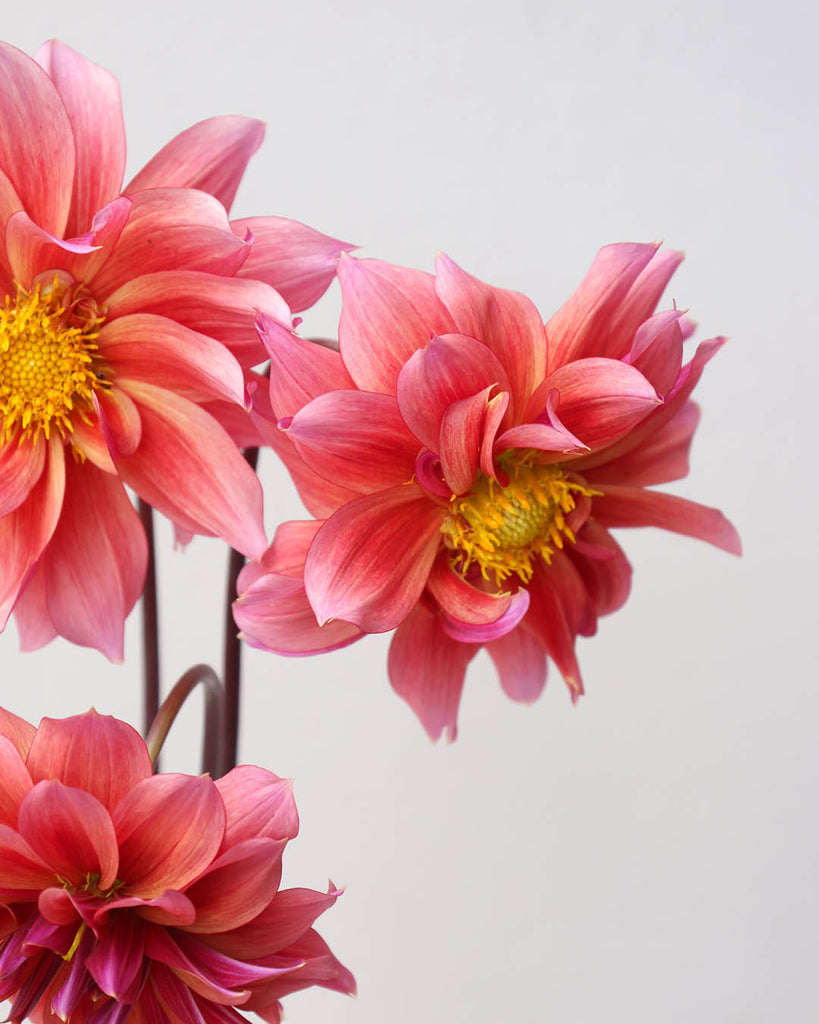 Dahlia Sonic Bloom