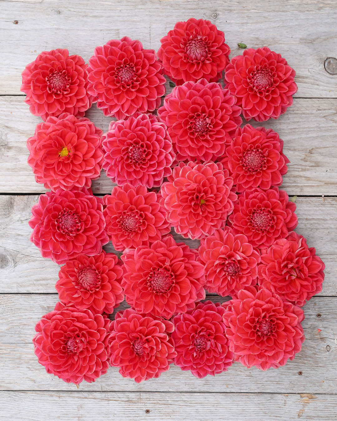 Ein Dahliensflatlay der Sorte Tempest auf einem Holzbrett.