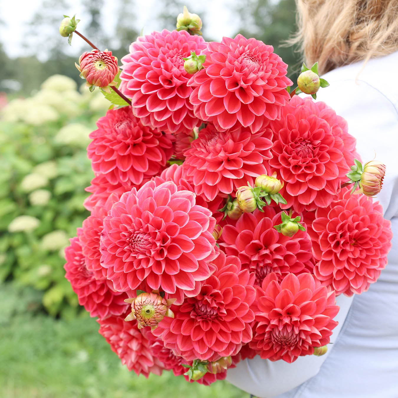 Ein Dahlienstrauß der Sorte Tempest auf der Gartenzauber Blumenfarm.