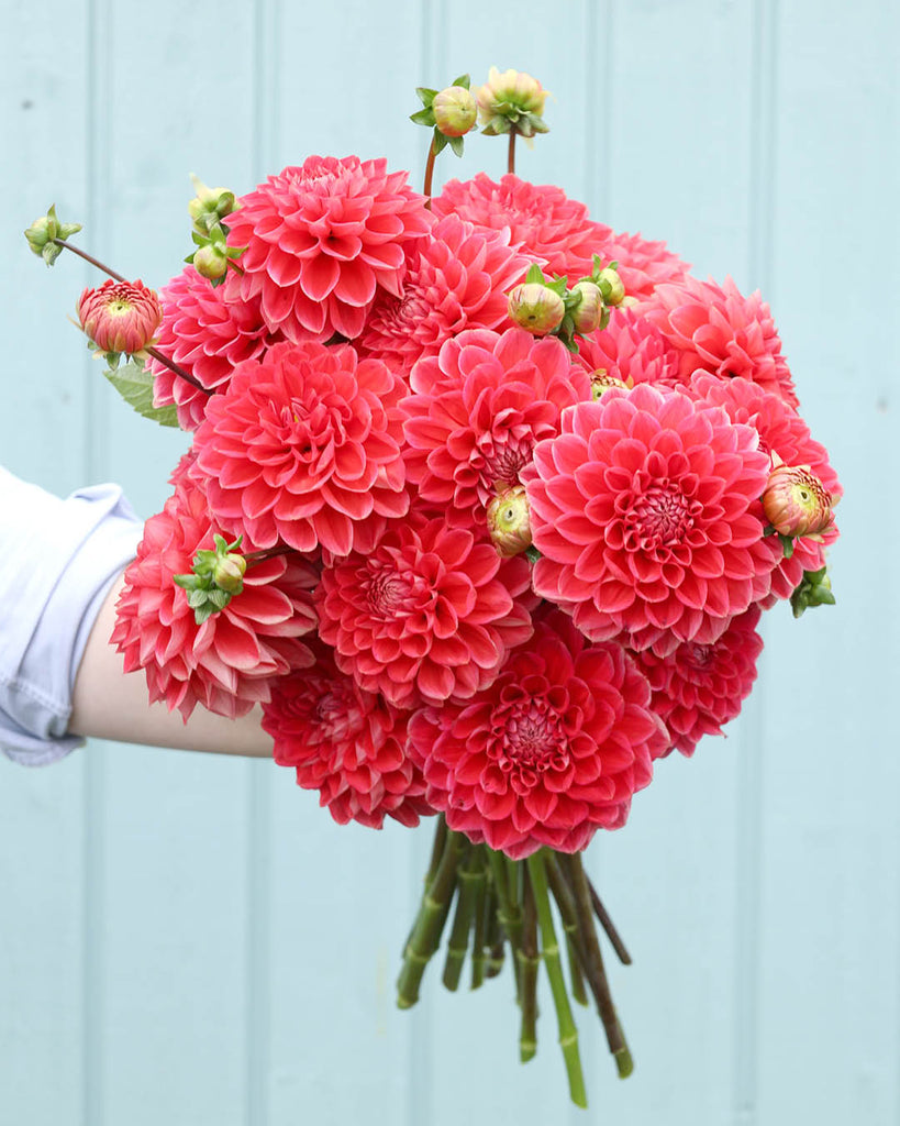 Dahlienpaket 2
