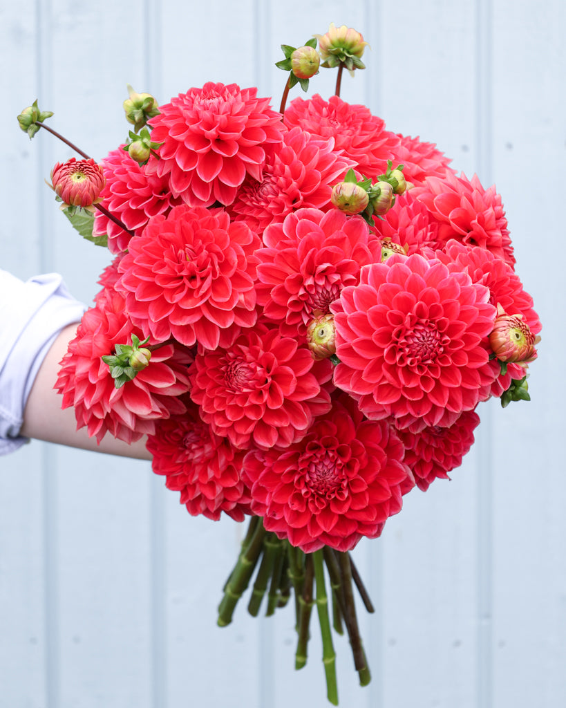 Ein Dahlienstrauß der Sorte Tempest vor einem hellblauen Hintergrund.