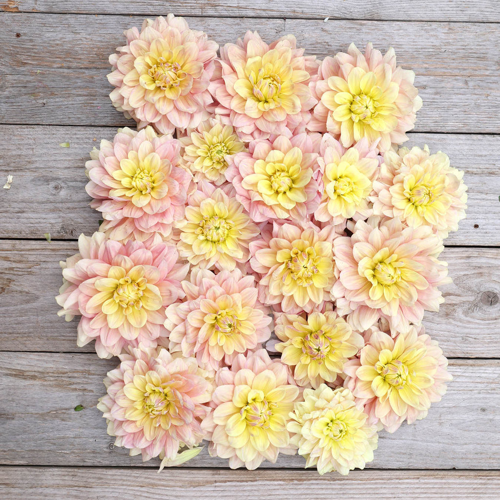 Dahlia Package 6