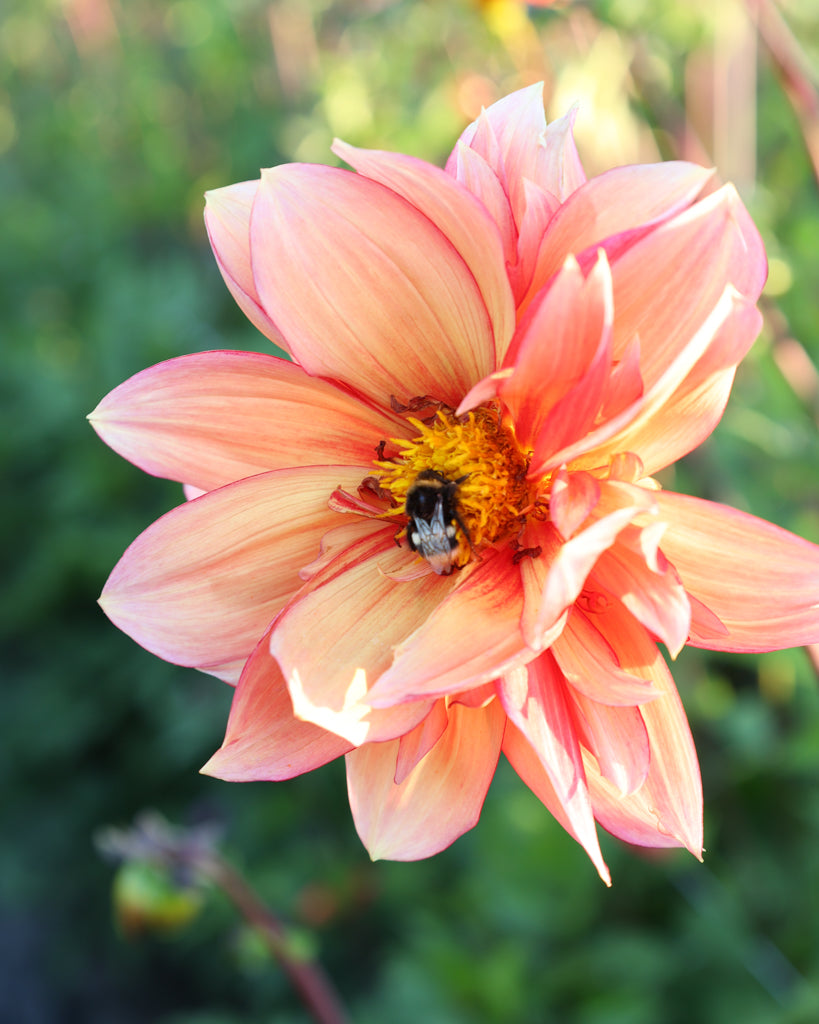 Nahaufnahme einer Dahlienblüte auf dem Blumenfeld in der Morgensonne.