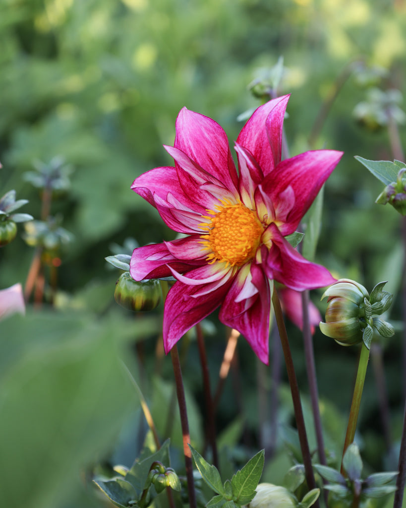 Nahaufnahme einer Dahlienblüte auf dem Blumenfeld in der Morgensonne.