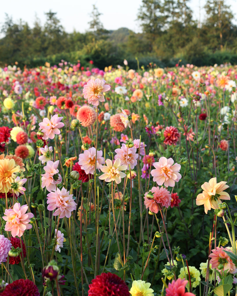 Viele Dahlienblüten auf dem Blumenfeld in der Morgensonne.