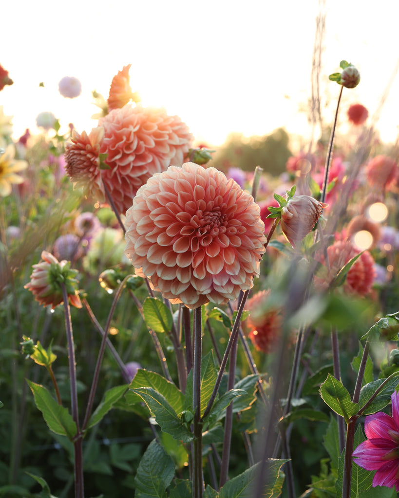 Nahaufnahme einer orangefarbenen Dahlienblüte auf dem Blumenfeld in der Morgensonne.