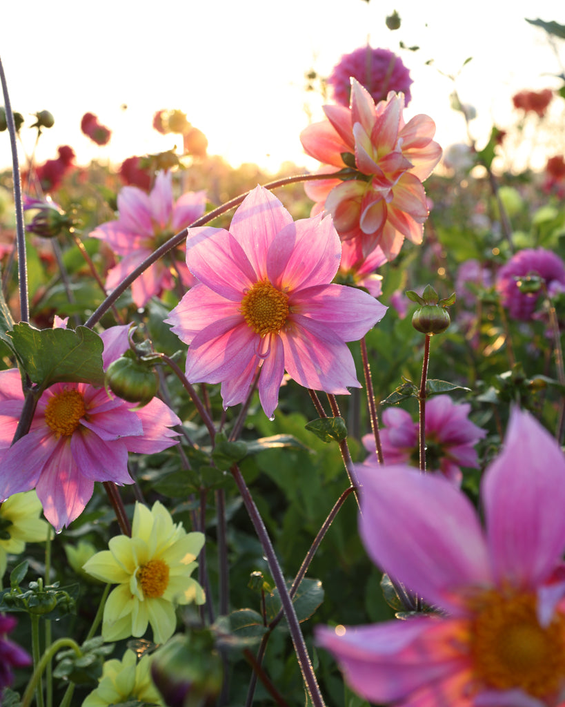Nahaufnahme einer Dahlienblüte auf dem Blumenfeld in der Morgensonne.