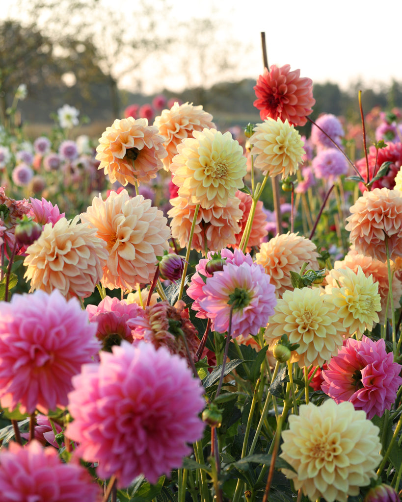 Viele bunte Dahlienblüten auf dem Blumenfeld in der Morgensonne.