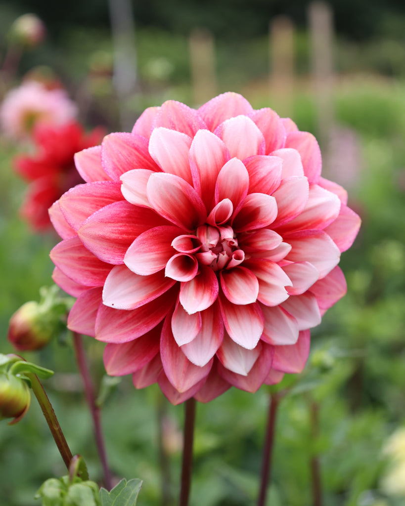 Nahaufnahme einer pinken Dahlienblüte auf dem Blumenfeld in der Morgensonne.