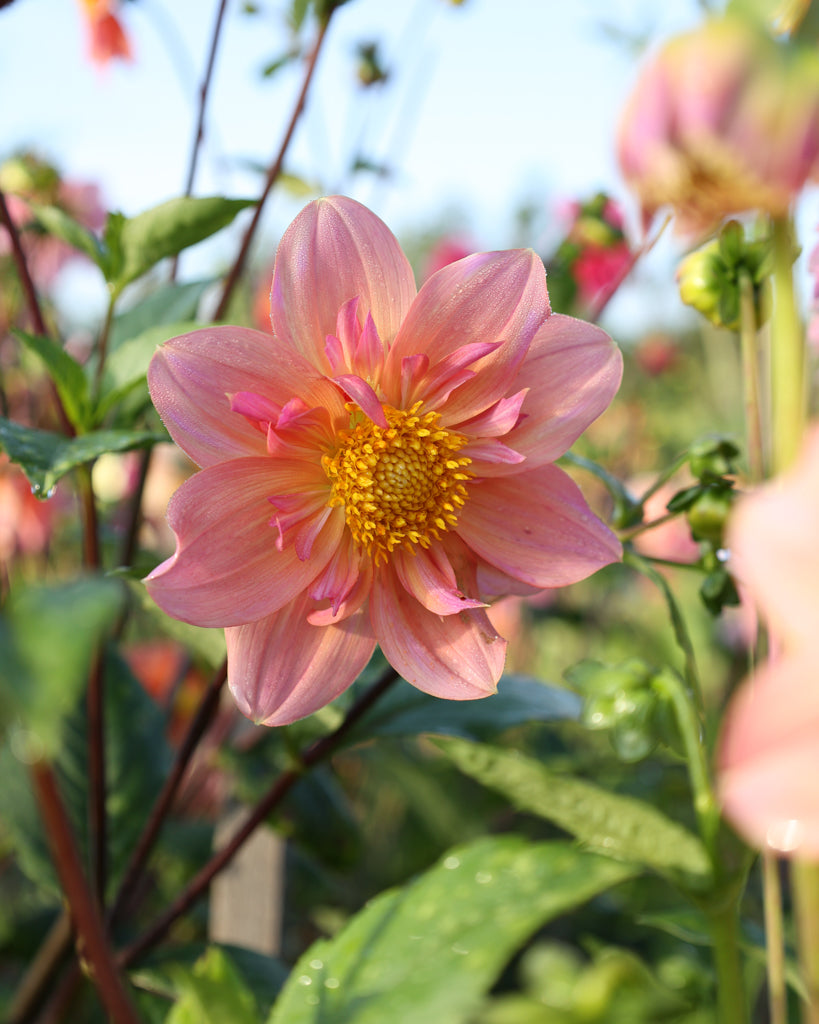 Nahaufnahme einer offenblütigen Dahlienblüte auf dem Blumenfeld in der Morgensonne.