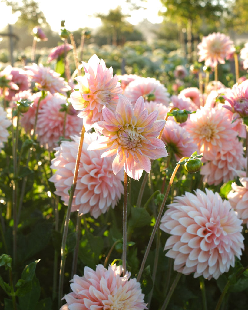 Nahaufnahme einer Dahlienblüte auf dem Blumenfeld in der Morgensonne.