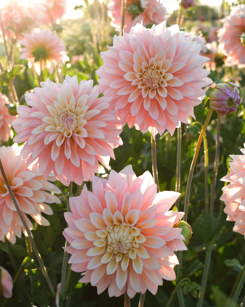 Nahaufnahme einer rosafarbenen Dahlienblüte auf dem Blumenfeld in der Morgensonne.