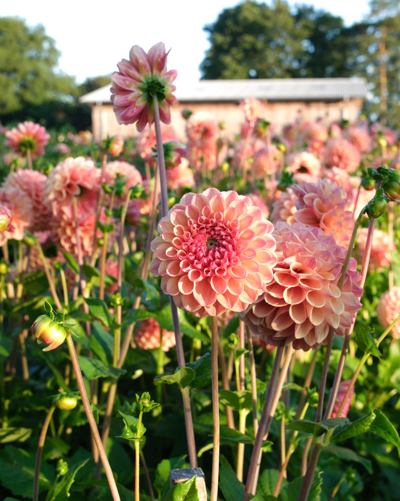 Nahaufnahme einer apricotfarbenen Dahlienblüte auf dem Blumenfeld in der Morgensonne.