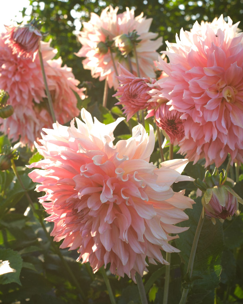 Nahaufnahme einer Dahlienblüte auf dem Blumenfeld in der Morgensonne.