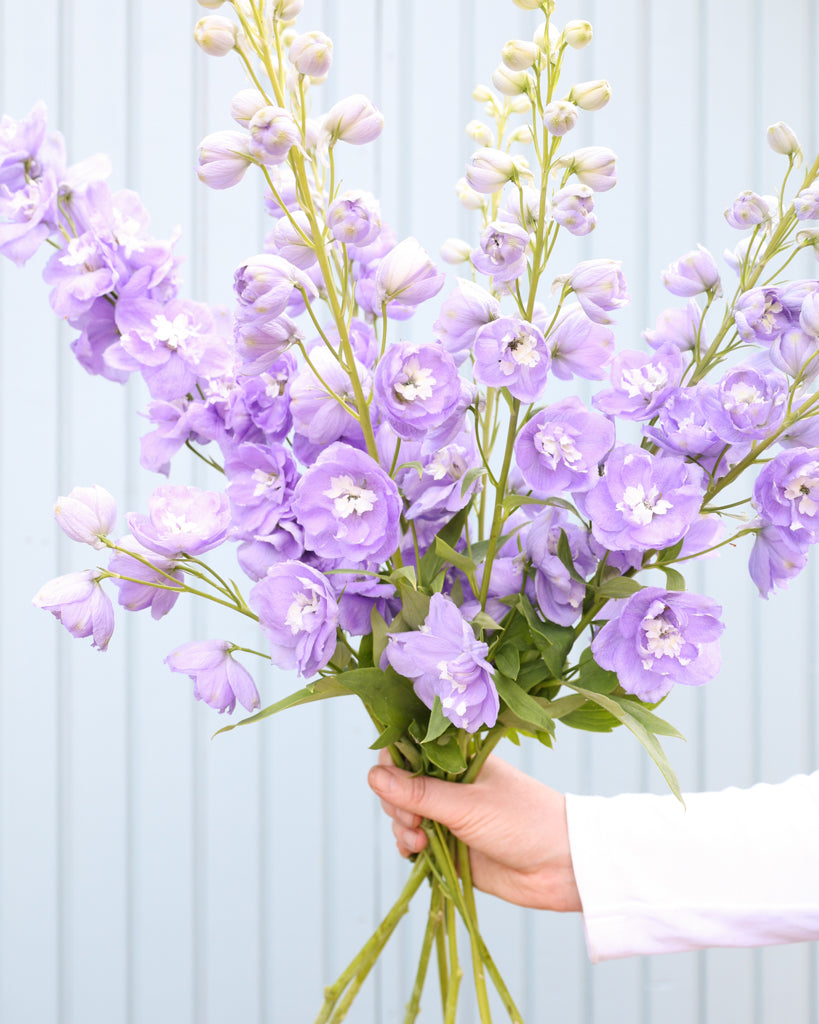 Mehrere semi-gefüllte Blütenrispen des Rittersporns (Delphinium elatum ‘Aurora Lavender’ F1) in zartem Lavendel-Purpur mit weißem Zentrum blühend als Strauß gehalten.