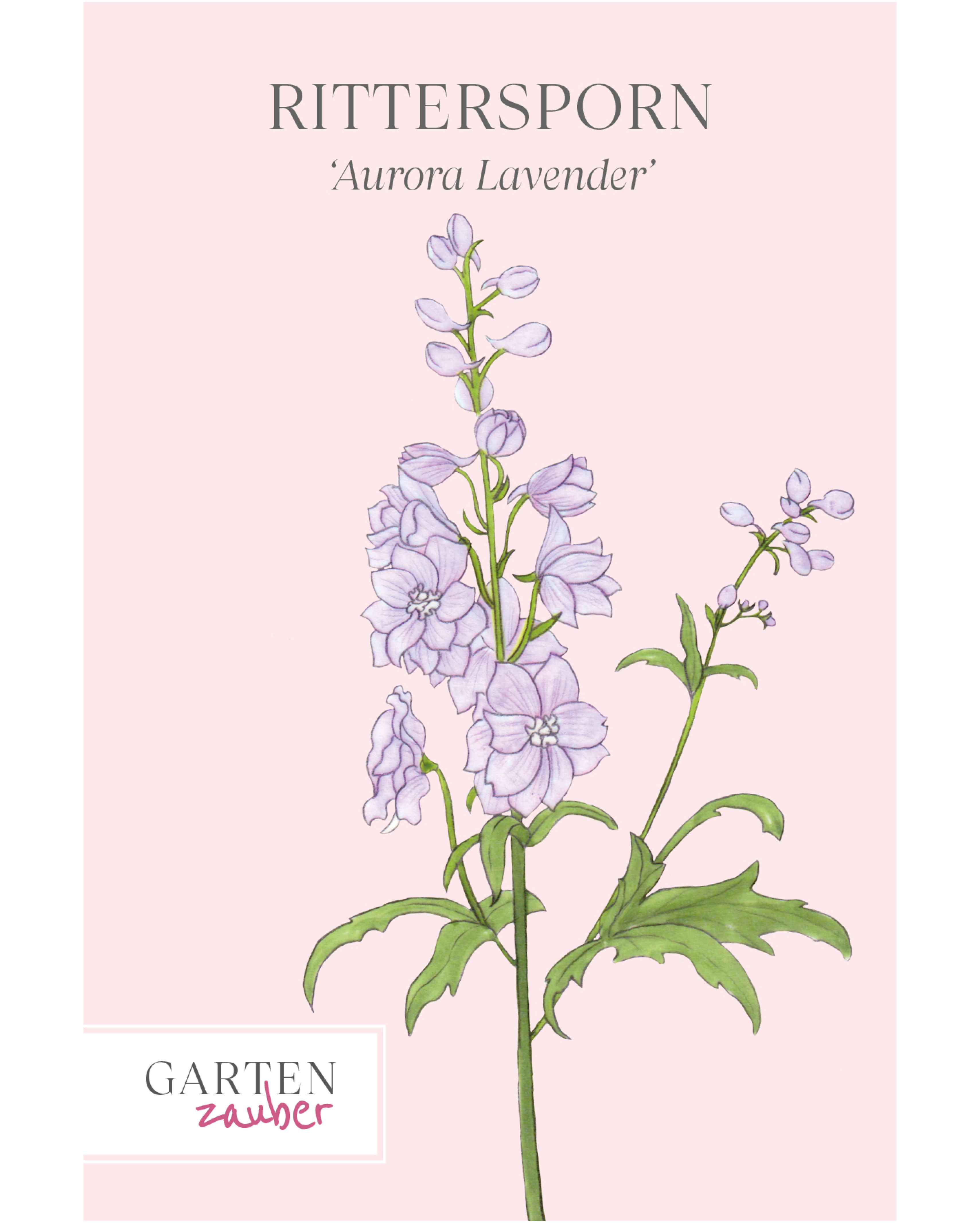 Vorderseite der Saatguttüte Rittersporn ‘Aurora Lavender’ F1 – Delphinium elatum mit handgezeichneter Illustration der semi-gefüllten Blüten in zartem Lavendel-Purpur mit weißem Zentrum aus der Gartenzauber-Saatgutserie.