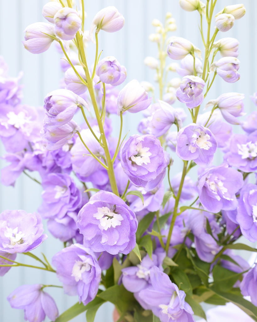 Mehrere semi-gefüllte Blütenrispen des Rittersporns (Delphinium elatum ‘Aurora Lavender’ F1) in zartem Lavendel-Purpur mit weißem Zentrum blühend.