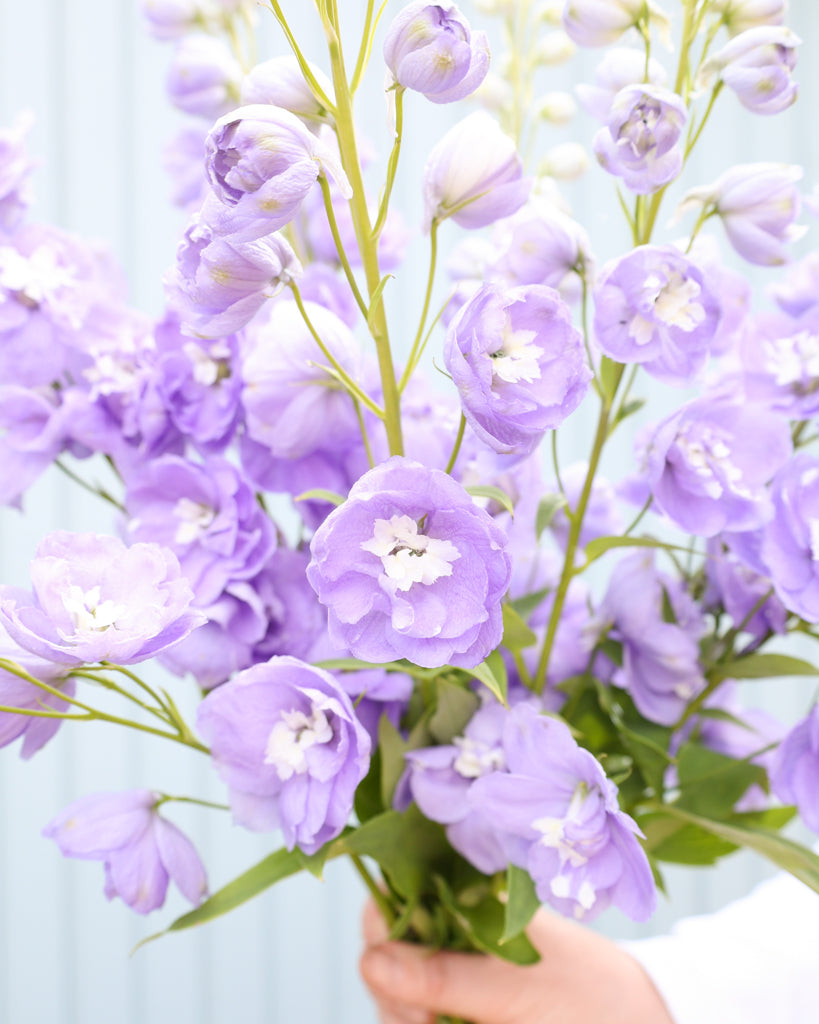 Mehrere semi-gefüllte Blütenrispen des Rittersporns (Delphinium elatum ‘Aurora Lavender’ F1) in zartem Lavendel-Purpur mit weißem Zentrum blühend als Strauß gehalten.