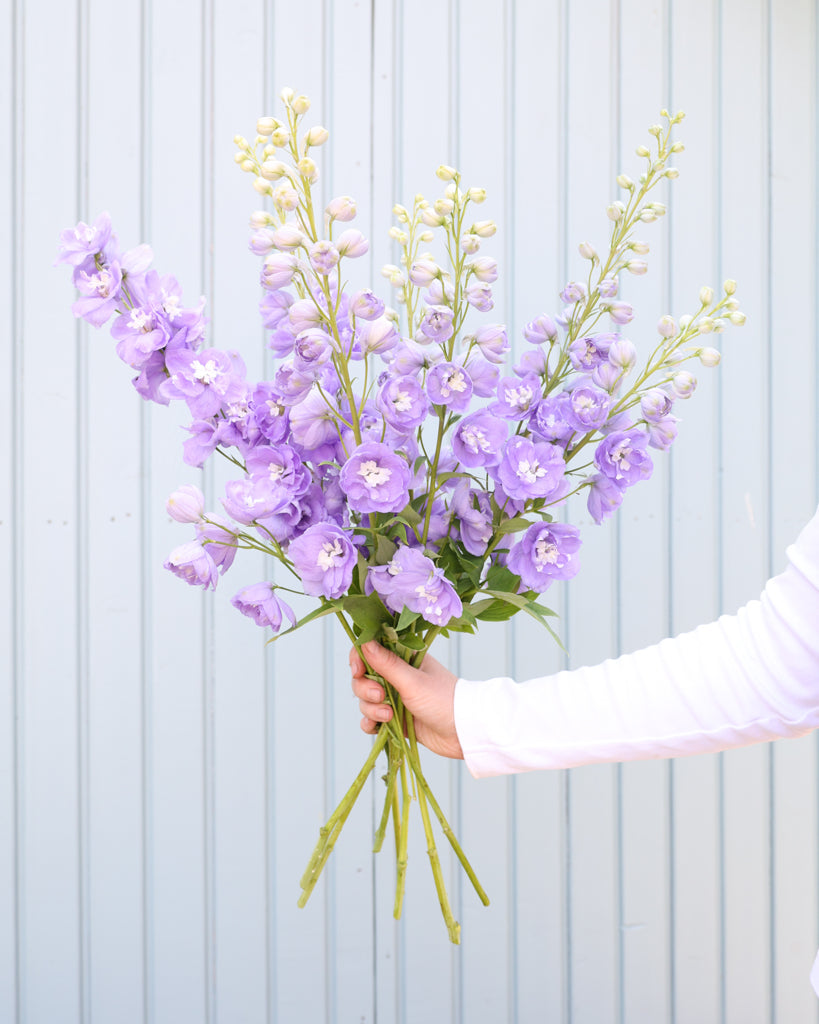 Mehrere semi-gefüllte Blütenrispen des Rittersporns (Delphinium elatum ‘Aurora Lavender’ F1) in zartem Lavendel-Purpur mit weißem Zentrum blühend als Strauß gehalten.