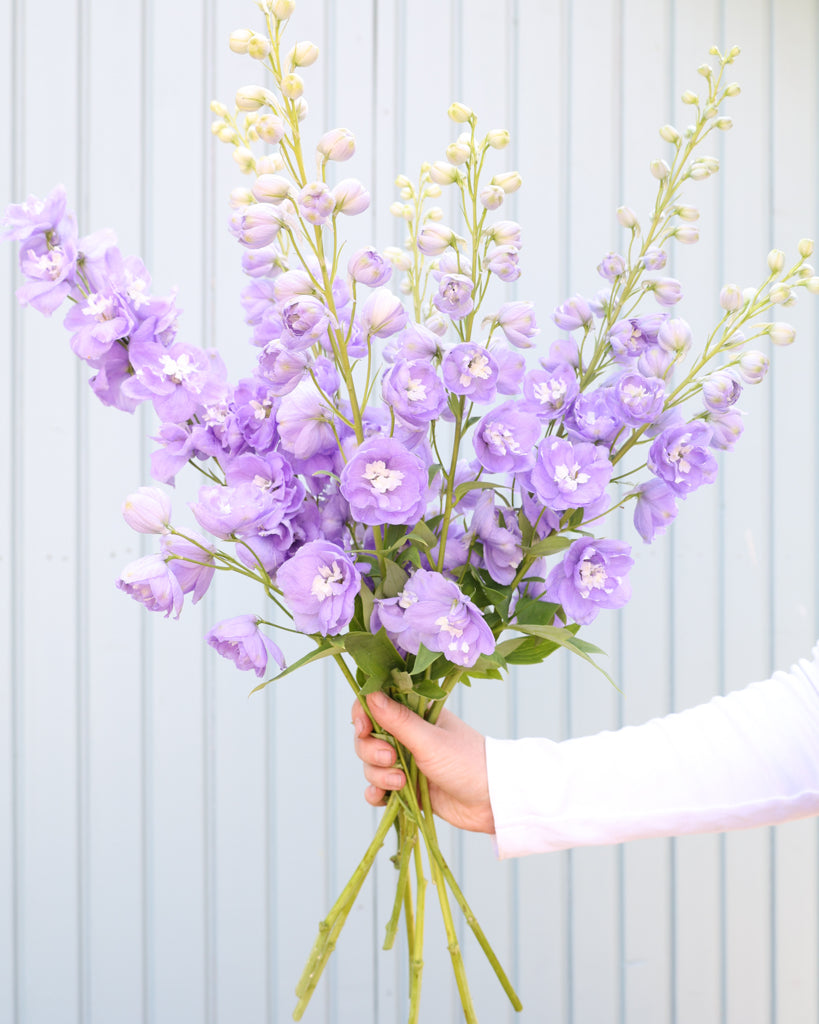 Mehrere semi-gefüllte Blütenrispen des Rittersporns (Delphinium elatum ‘Aurora Lavender’ F1) in zartem Lavendel-Purpur mit weißem Zentrum blühend als Strauß gehalten.