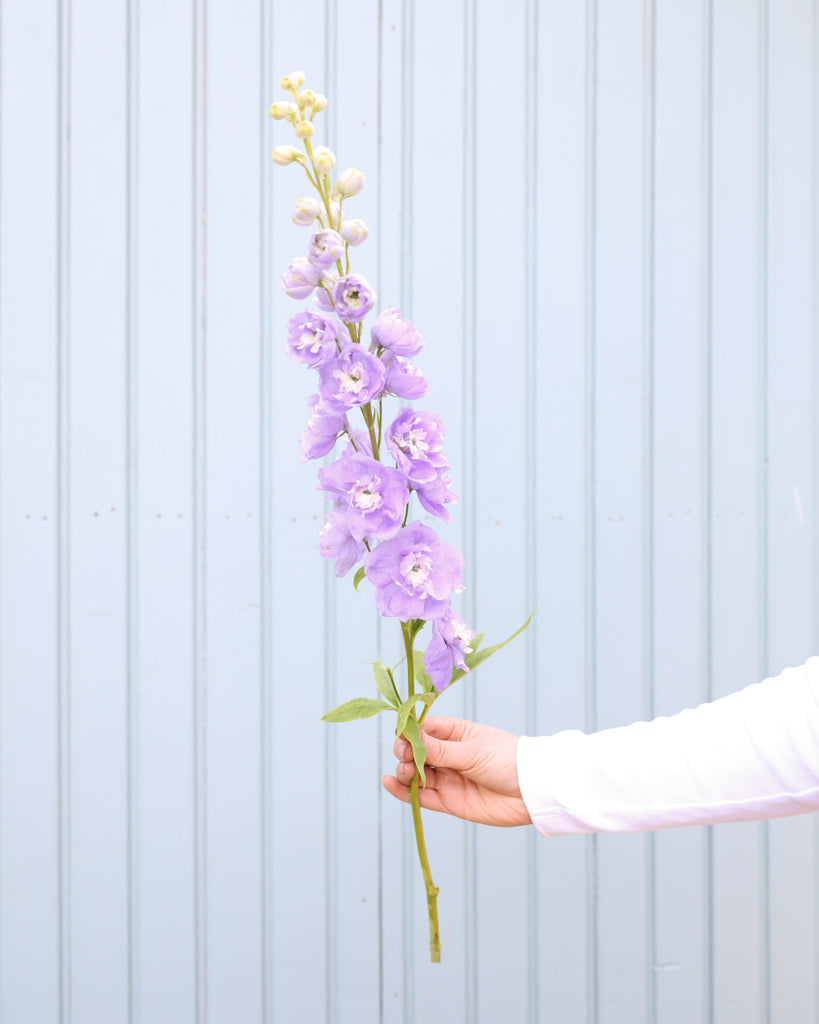 Semi-gefüllte Blütenrispe des Rittersporns (Delphinium elatum ‘Aurora Lavender’ F1) in zartem Lavendel-Purpur mit weißem Zentrum blühend.
