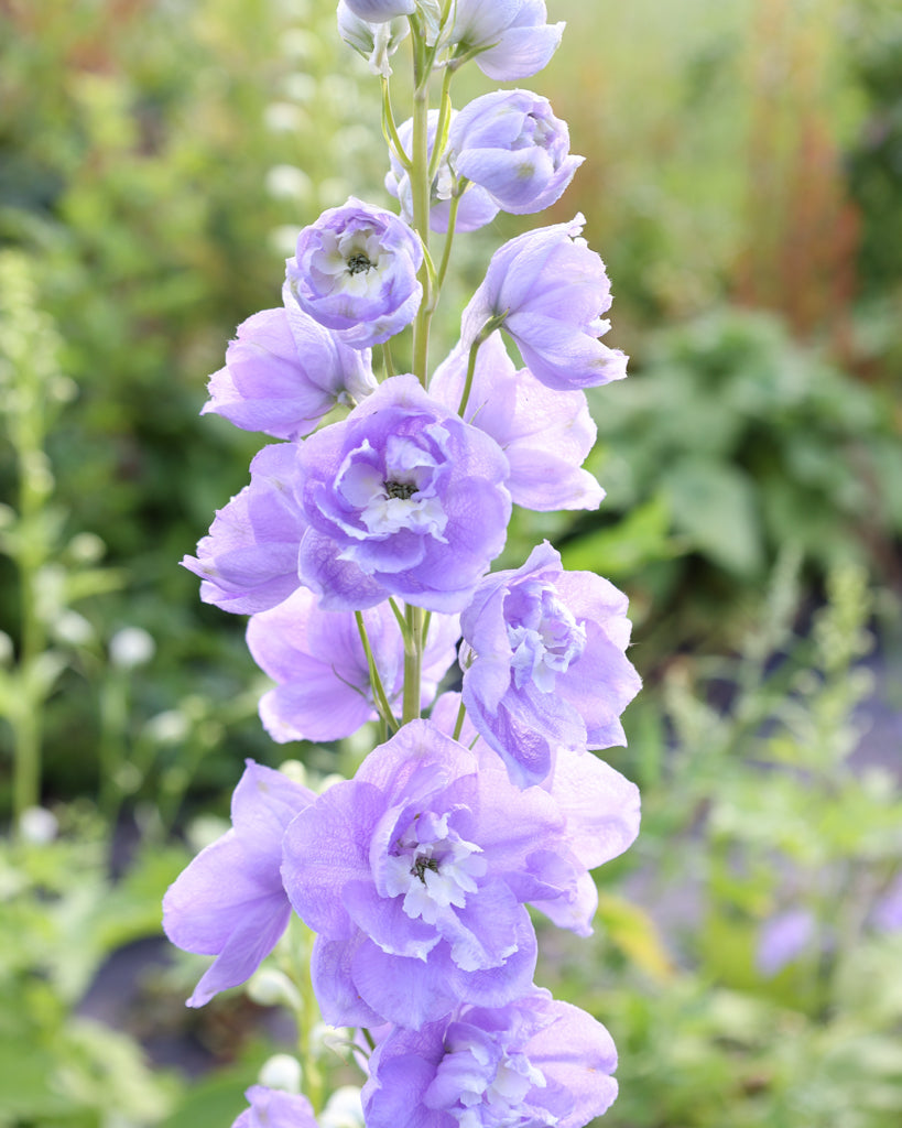 Nahaufnahme einer semi-gefüllten Blüte des Rittersporns (Delphinium elatum ‘Aurora Lavender’ F1) in zartem Lavendel-Purpur mit weißem Zentrum.