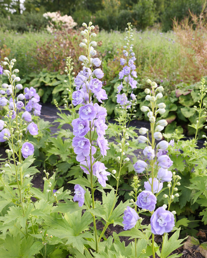 Mehrere semi-gefüllte Blüten des Rittersporns (Delphinium elatum ‘Aurora Lavender’ F1) in zartem Lavendel-Purpur mit weißem Zentrum blühend im Gartenbeet.