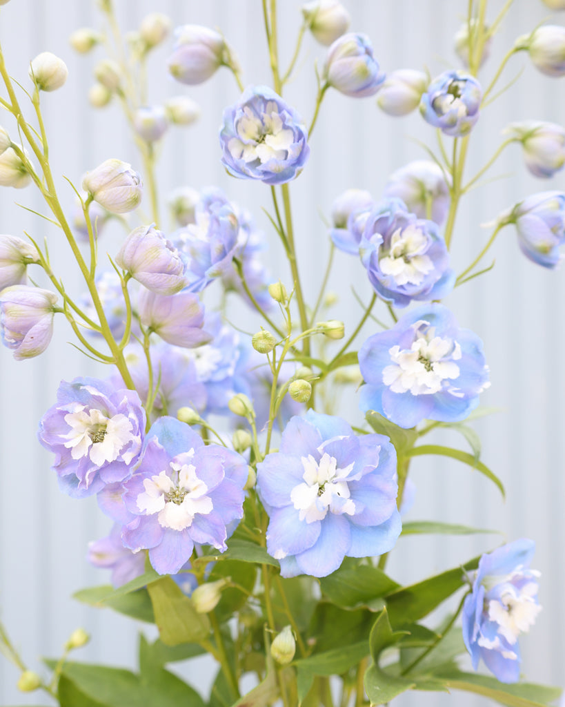 Hellblaue Blüten des Rittersporns ‚Aurora Light Blue‘ an hohen, eleganten Blütenständen.