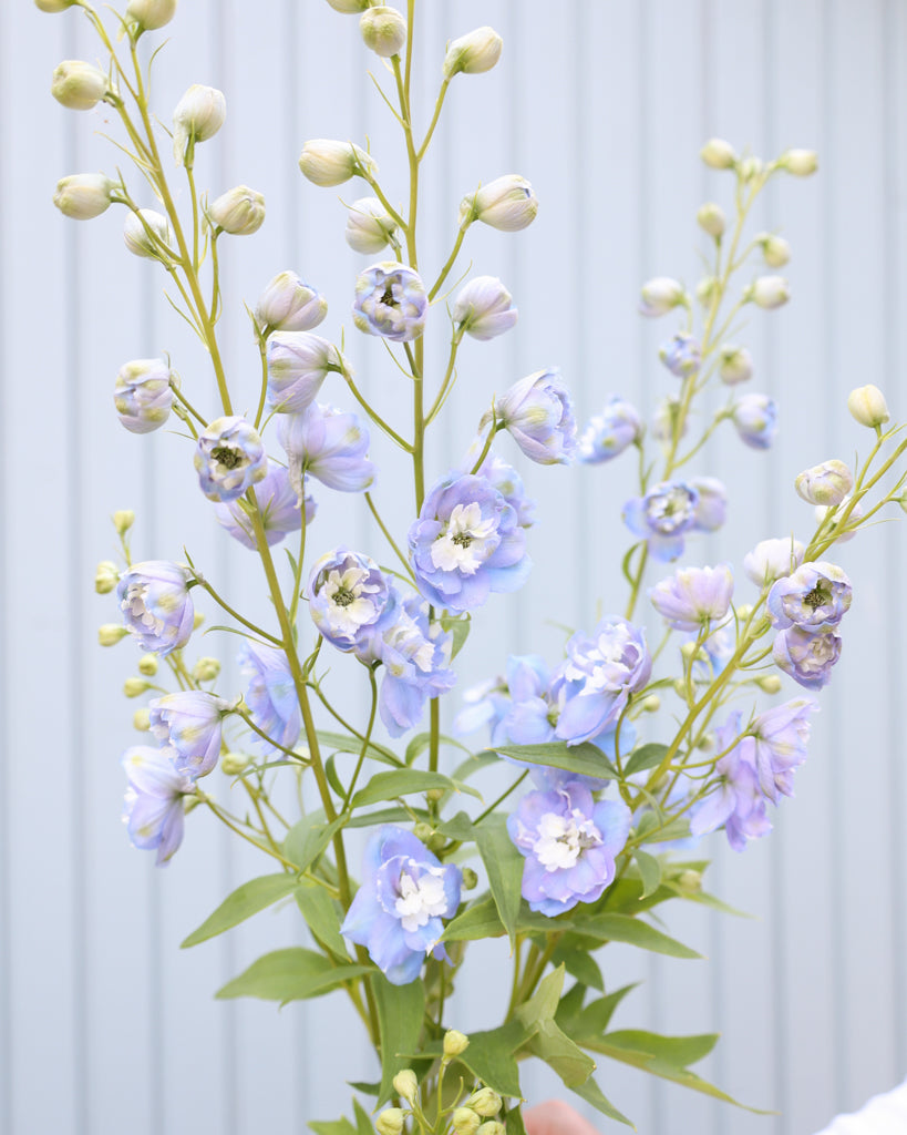 Nahaufnahme einiger zarten, hellblauen Blütenrispen des Rittersporns (Delphinium elatum ‘Aurora Light Blue’ F1) in der Hand gehalten.