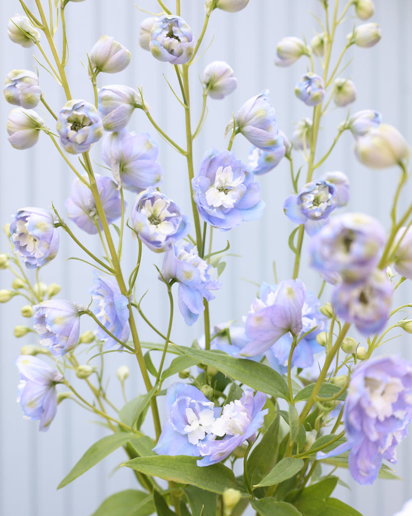 Nahaufnahme einiger zarten, hellblauen Blüte des Rittersporns (Delphinium elatum ‘Aurora Light Blue’ F1) in der Hand gehalten.