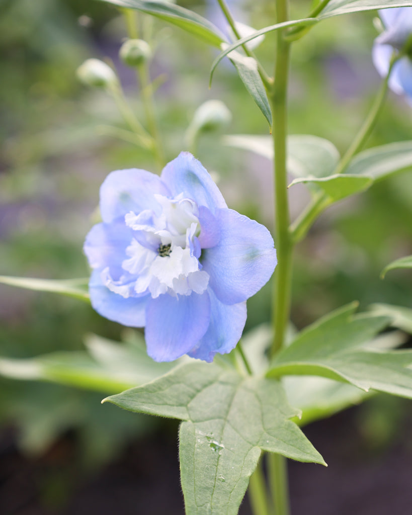 Nahaufnahme einer zarten, hellblauen Blüte des Rittersporns (Delphinium elatum ‘Aurora Light Blue’ F1).“