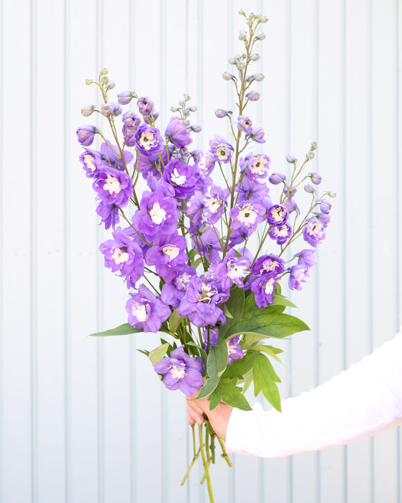 Rittersporn · 'Aurora Light Purple' · Delphinium elatum F1 · Saatgut von Gartenzauber