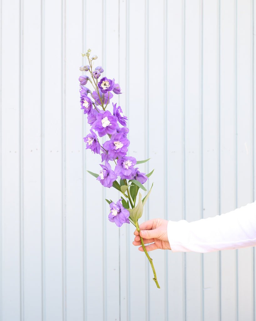 Eine zarte, hellviolette Blütenrispe des Rittersporns (Delphinium elatum ‘Aurora Light Purple’ F1) blühend gehalten.