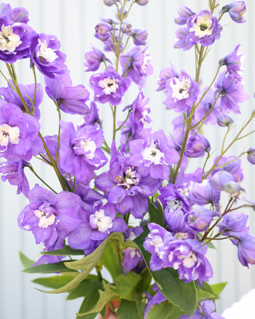 Mehrere zarte, hellviolette Blütenrispen des Rittersporns (Delphinium elatum ‘Aurora Light Purple’ F1) blühend als Strauß gehalten.