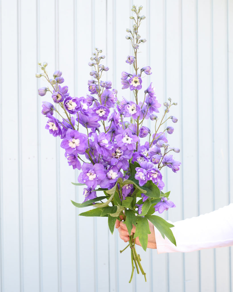 Mehrere zarte, hellviolette Blütenrispen des Rittersporns (Delphinium elatum ‘Aurora Light Purple’ F1) blühend als Strauß gehalten.