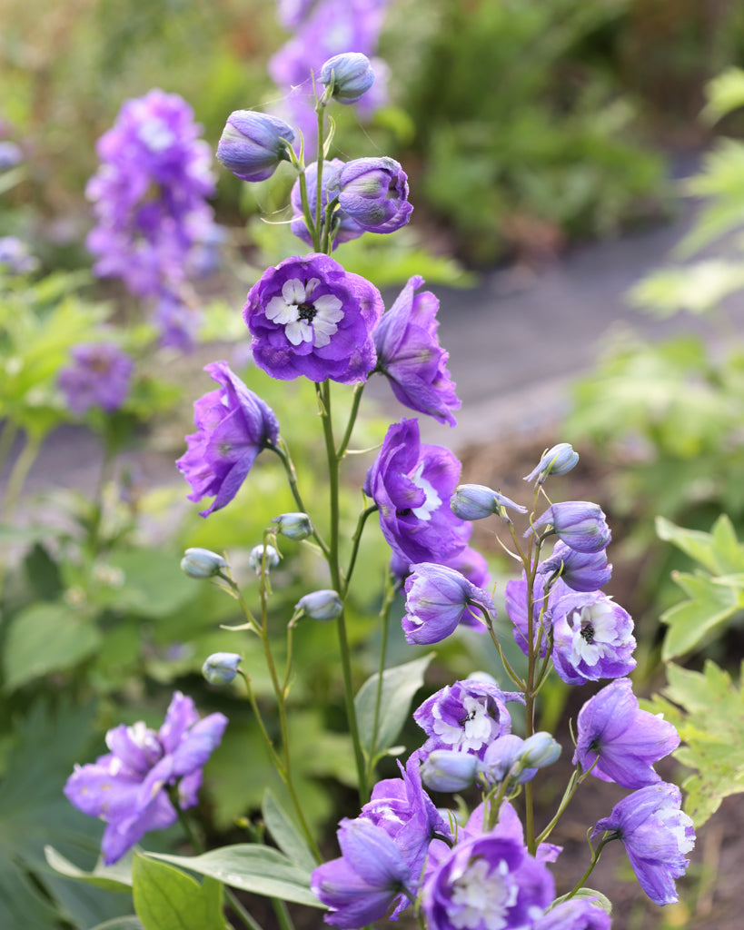 Mehrere zarte, hellviolette Blüten des Rittersporns (Delphinium elatum ‘Aurora Light Purple’ F1) blühend im Gartenbeet.