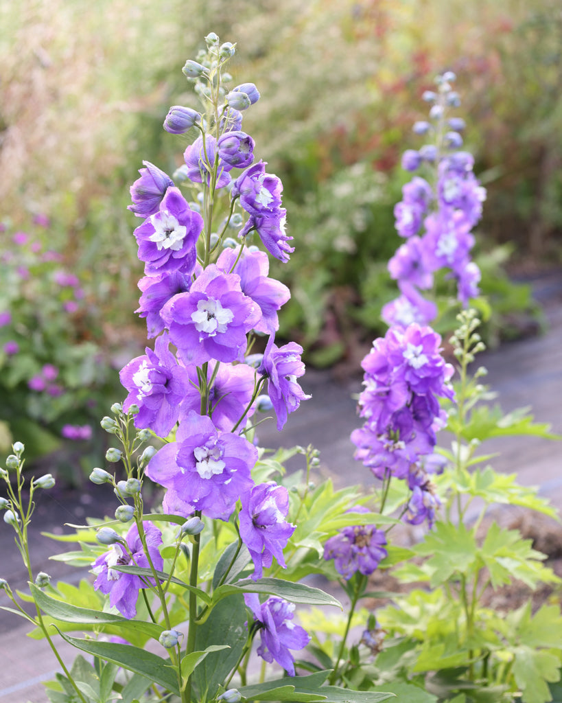 Mehrere zarte, hellviolette Blüten des Rittersporns (Delphinium elatum ‘Aurora Light Purple’ F1) blühend im Gartenbeet.