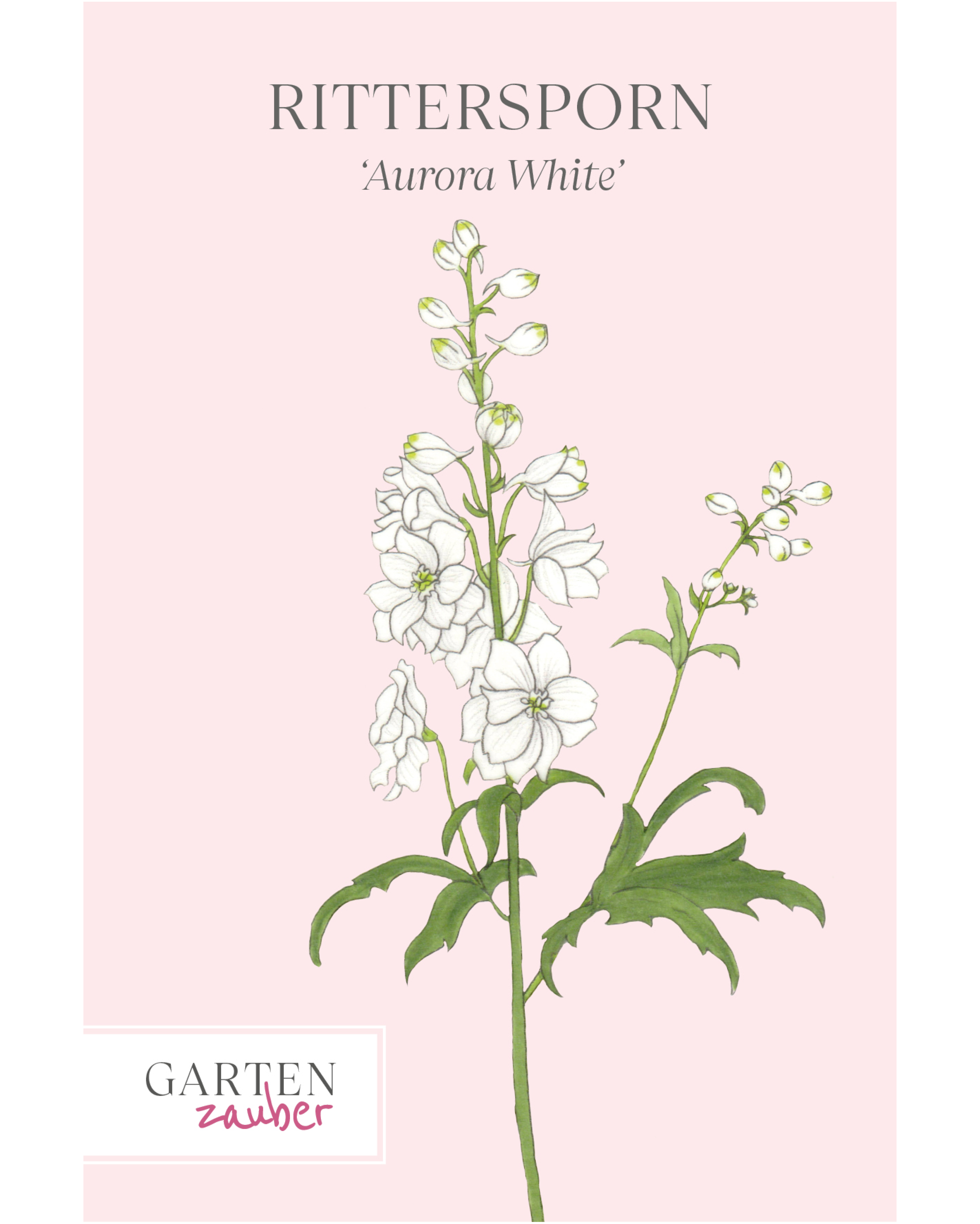 Vorderseite der Saatguttüte Rittersporn ‘Aurora White’ F1 – Delphinium elatum mit handgezeichneter Illustration der reinen, leuchtend weißen Blütenrispen aus der Gartenzauber-Saatgutserie.