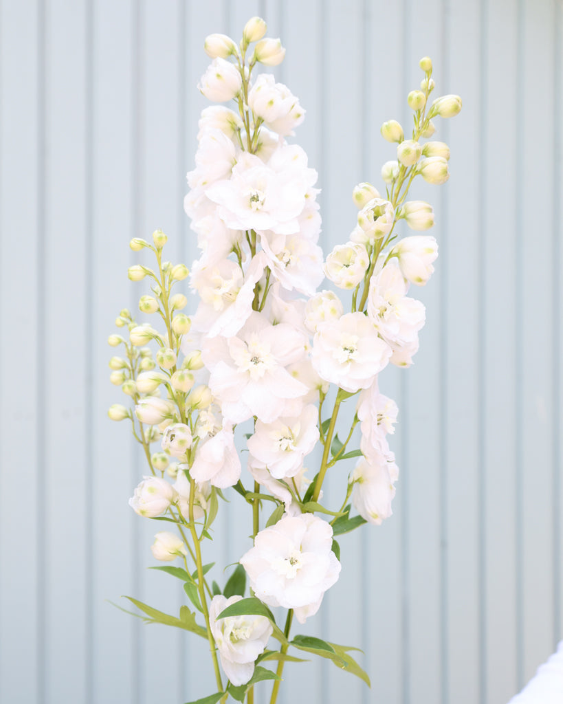 Mehrere reine, leuchtend weiße Blütenrispen des Rittersporns (Delphinium elatum ‘Aurora White’ F1) blühend in der Hand gehalten.