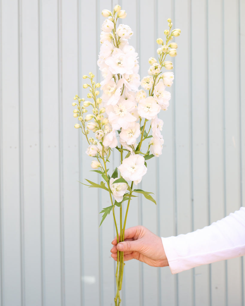 Mehrere reine, leuchtend weiße Blütenrispen des Rittersporns (Delphinium elatum ‘Aurora White’ F1) blühend in der Hand gehalten.
